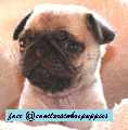 Pug lindos bebes pronta entrega